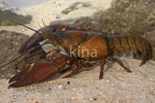 Signal crayfish (Pacifastacus leniusculus)