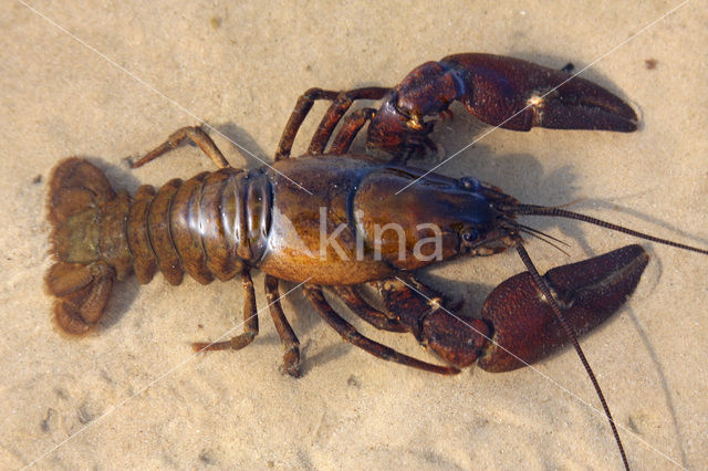 Signal crayfish (Pacifastacus leniusculus)