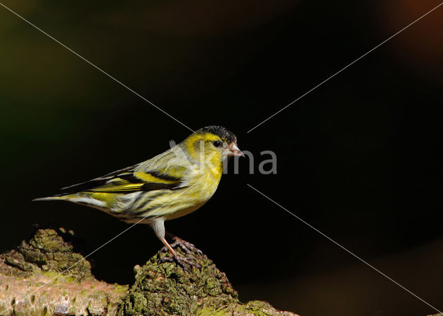 Eurasian Siskin (Carduelis spinus)