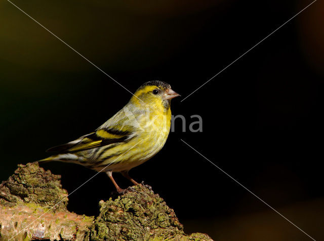 Eurasian Siskin (Carduelis spinus)