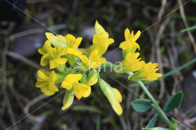 Sickle Medick (Medicago falcata)