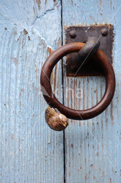 snail