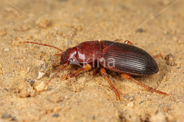 Slanke Halmklimmer (Ophonus puncticeps)