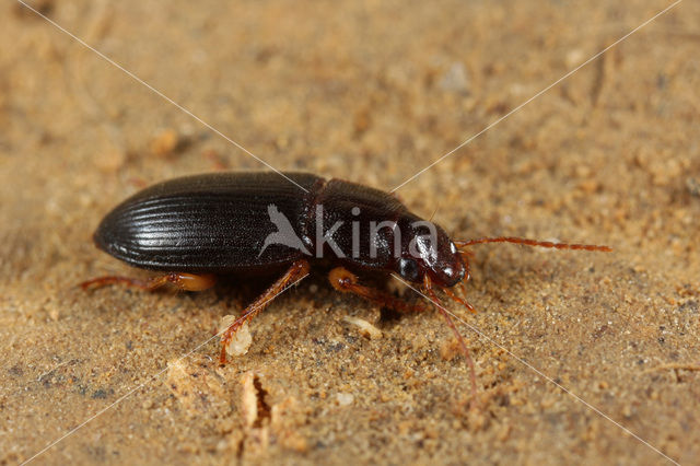 Slanke Halmklimmer (Ophonus puncticeps)