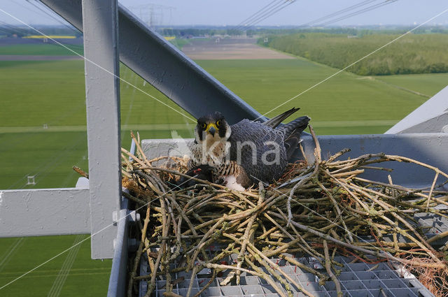 Slechtvalk (Falco peregrinus)