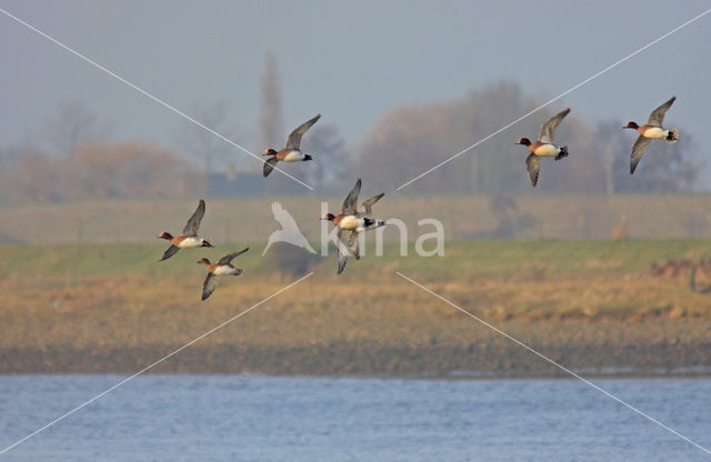 Wigeon (Anas penelope)