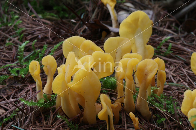 Spathularia flavida
