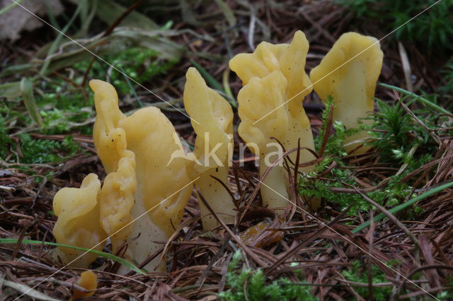 Spathularia flavida