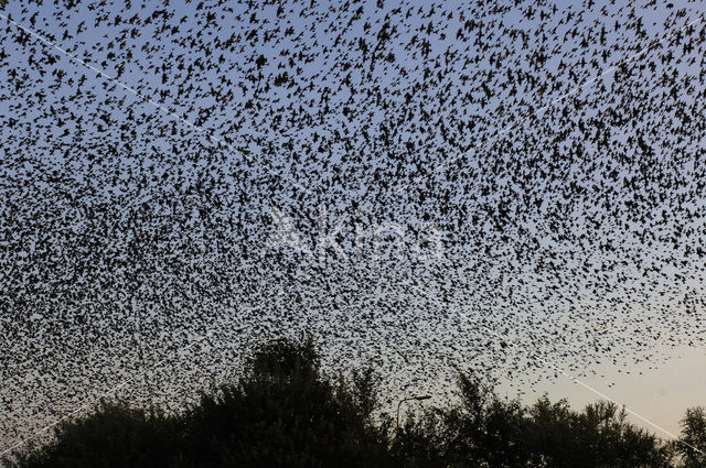 Spreeuw (Sturnus vulgaris)