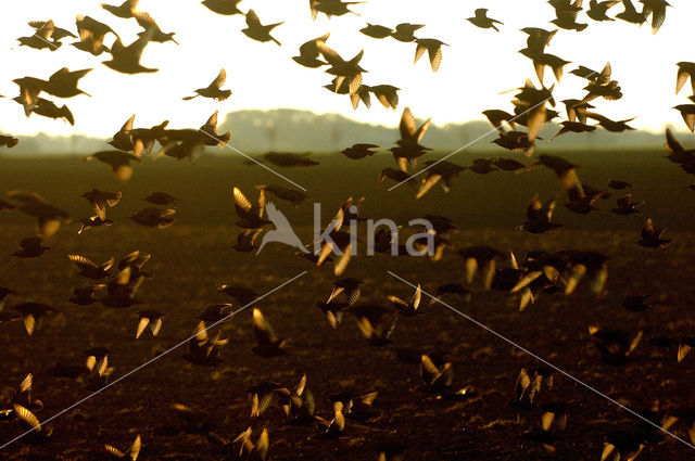 European Starling (Sturnus vulgaris)