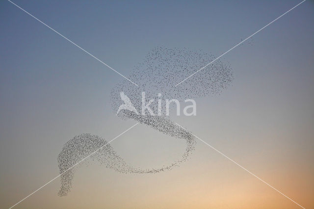 European Starling (Sturnus vulgaris)