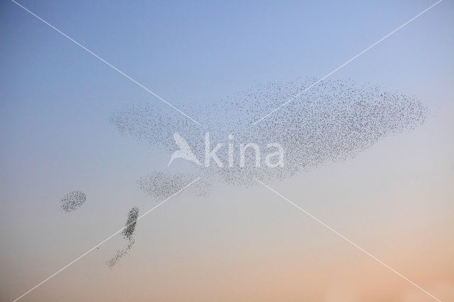 Spreeuw (Sturnus vulgaris)