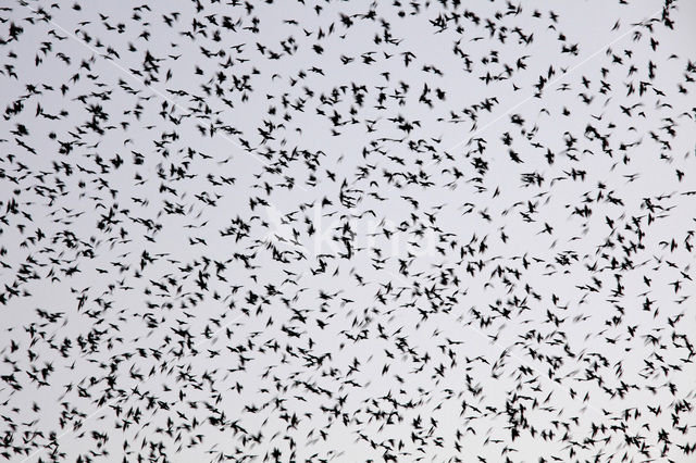 European Starling (Sturnus vulgaris)