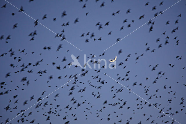 European Starling (Sturnus vulgaris)