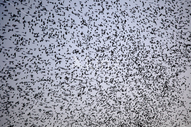 Spreeuw (Sturnus vulgaris)