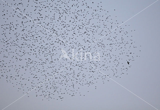European Starling (Sturnus vulgaris)