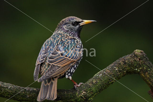 European Starling (Sturnus vulgaris)