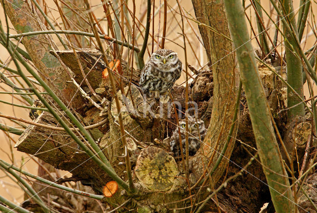 Little Owl (Athene noctua)