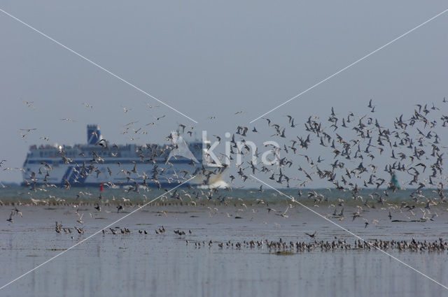 Shorebird