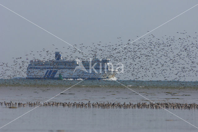 Shorebird