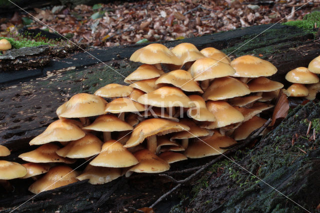 Changeable Pholiota (Pholiota mutabilis)