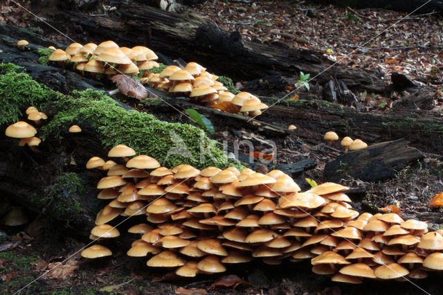 Stobbezwammetje (Pholiota mutabilis)