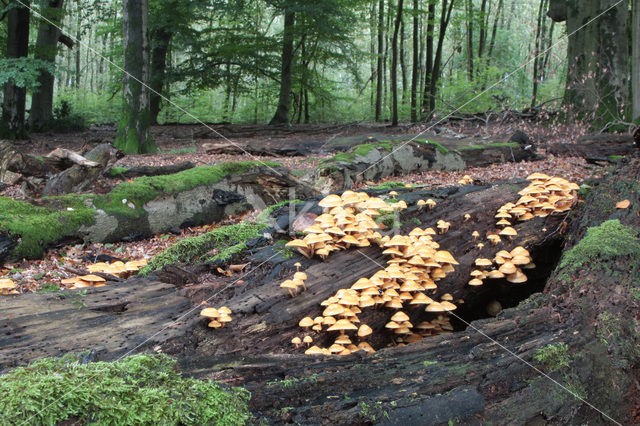 Changeable Pholiota (Pholiota mutabilis)