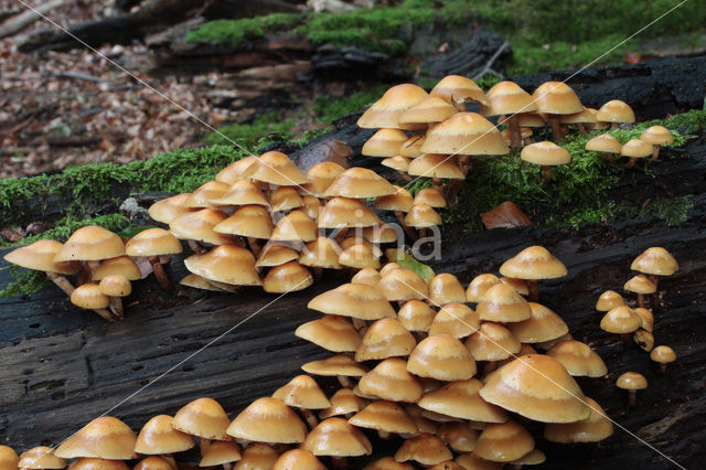 Changeable Pholiota (Pholiota mutabilis)