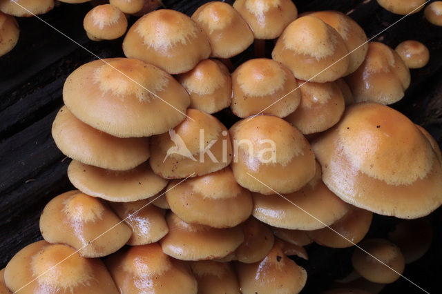 Changeable Pholiota (Pholiota mutabilis)