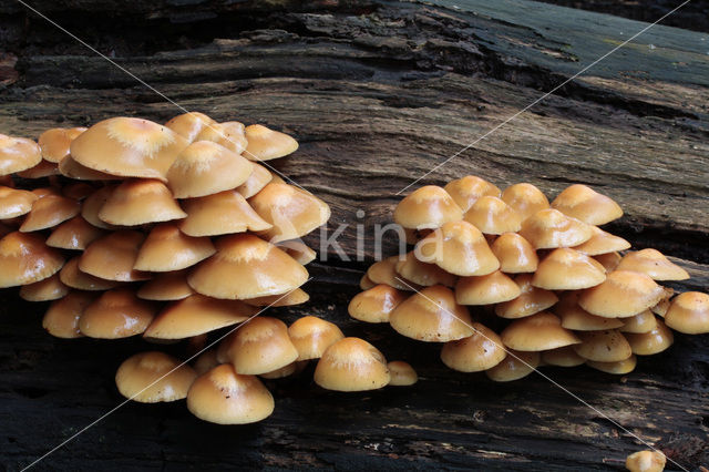 Changeable Pholiota (Pholiota mutabilis)