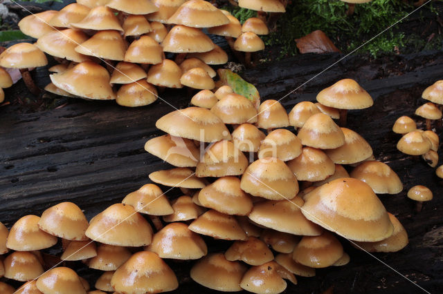 Changeable Pholiota (Pholiota mutabilis)