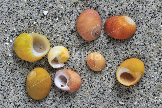 Stompe alikruik (Littorina obtusata)