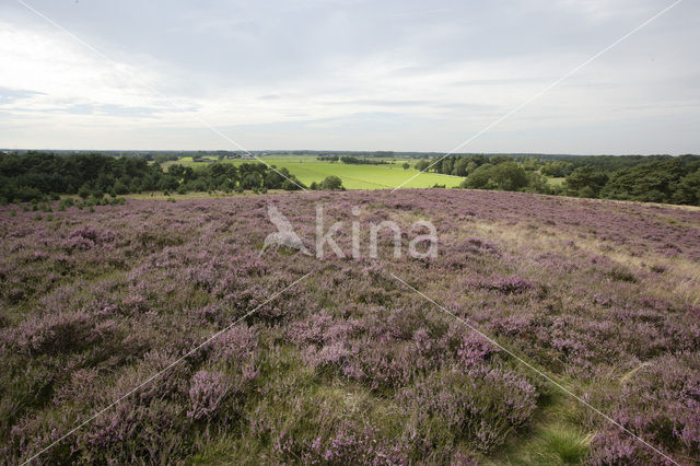 Heather