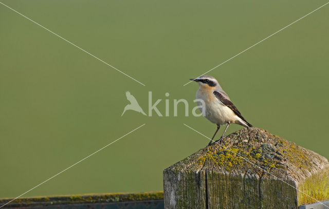 Northern Wheatear (Oenanthe oenanthe)