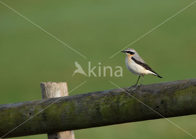 Northern Wheatear (Oenanthe oenanthe)