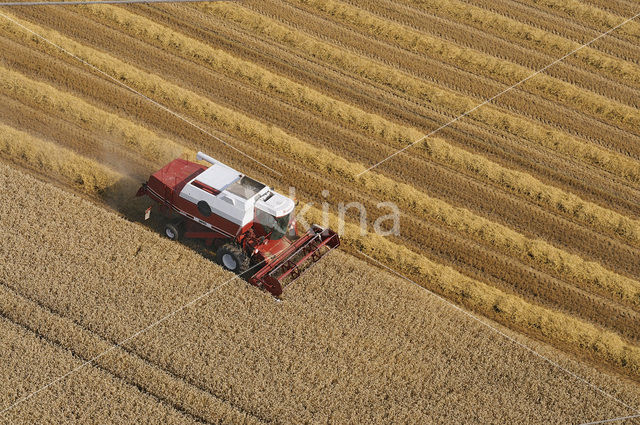 Tarwe (Triticum spec.)