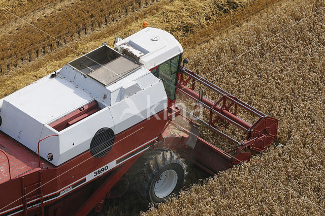 Wheat (Triticum spec.)