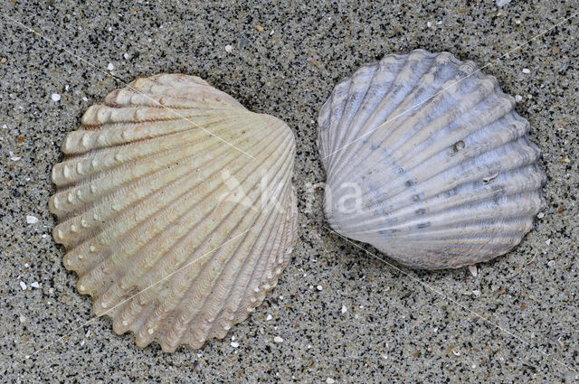 Poorly-ribbed cockle (Acanthocardia paucicostata)