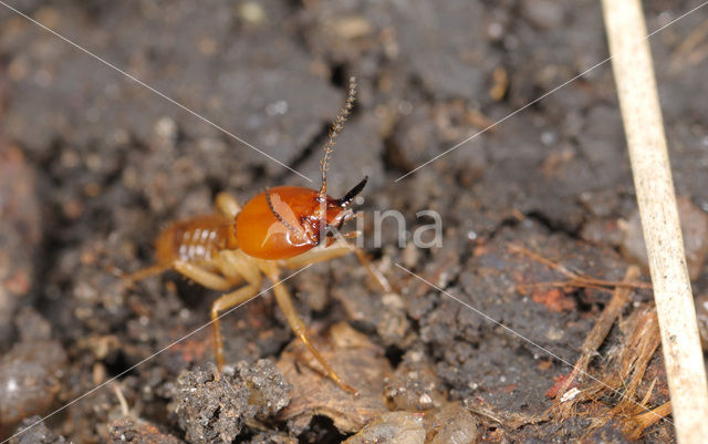 Termite