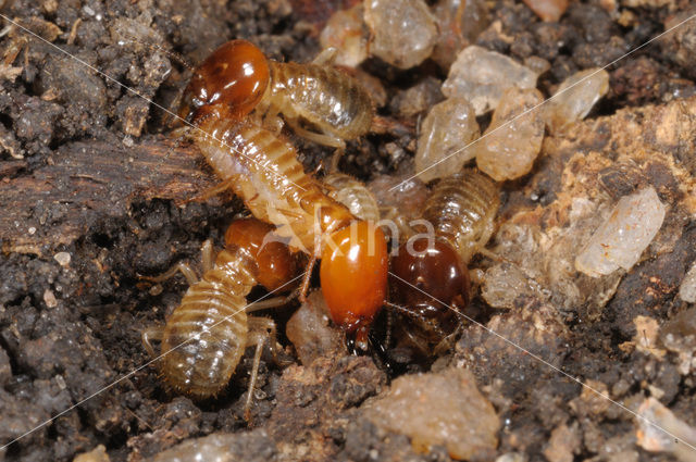 Termite
