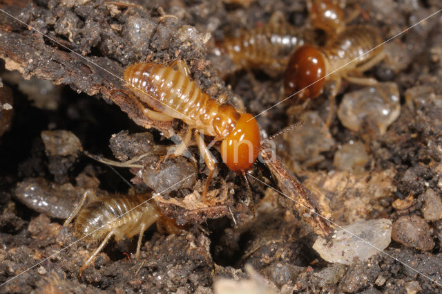 Termite