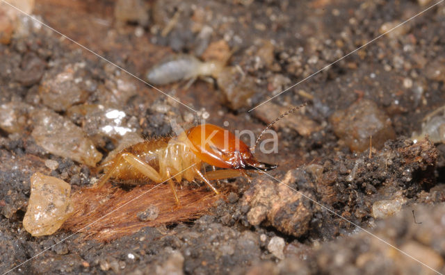 Termite