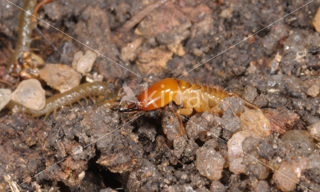 Termite