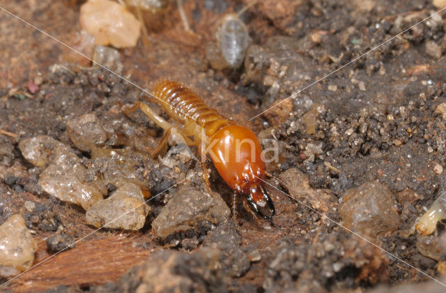 Termite