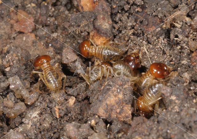 Termite