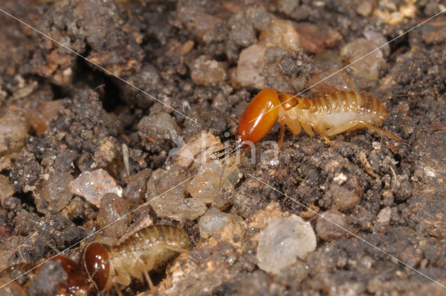 Termite