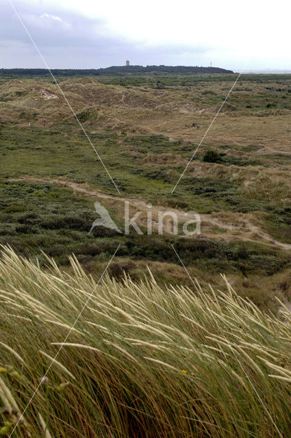 Terschelling