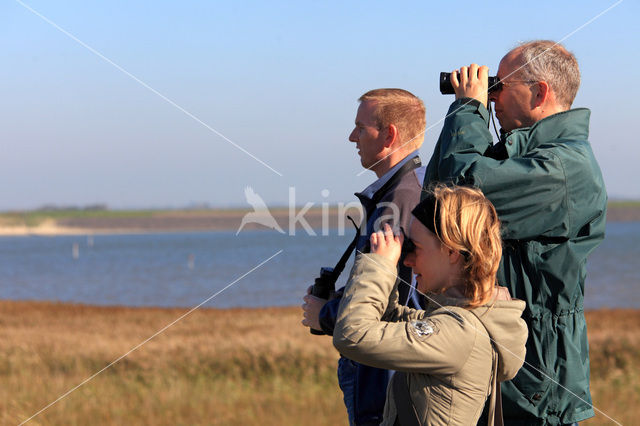 Texel