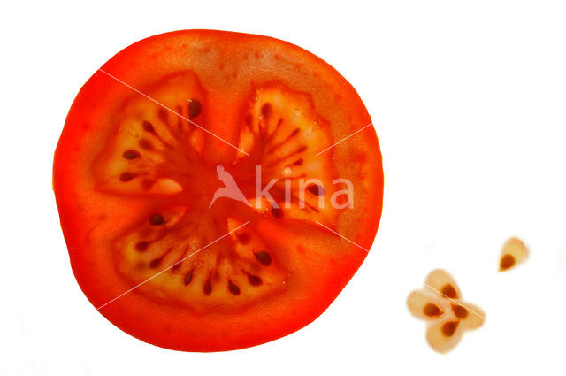 Tomato (Solanum lycopersicum)
