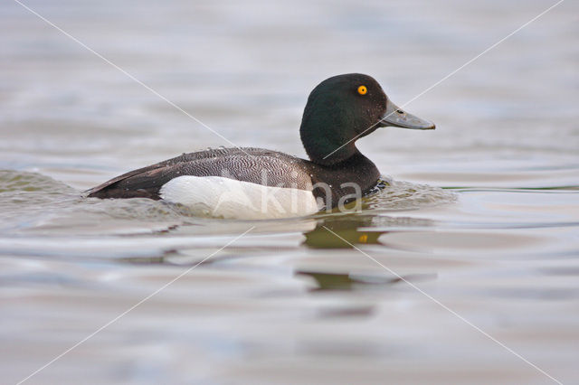 Greater Scaup (Aythya marila)